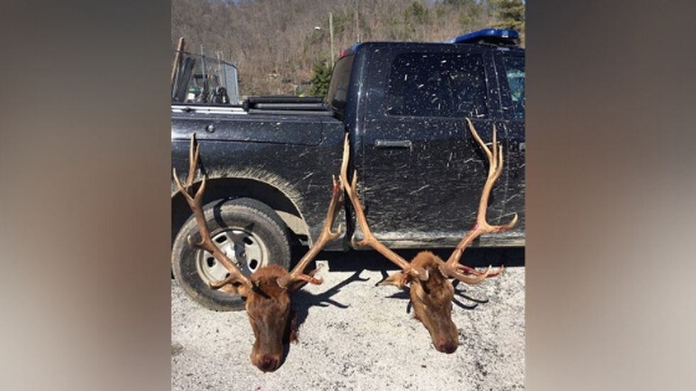 2 elk illegally killed in Kentucky; authorities offer reward