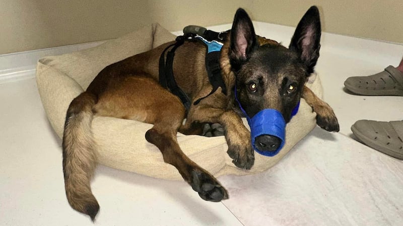 K-9 officer Jaxx has lost the use of his hind legs after he suffered a spinal cord injury.