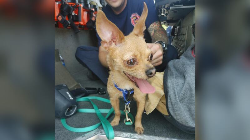 Goodlettsville Police Department rescued a dog from a hot car on Tuesday.