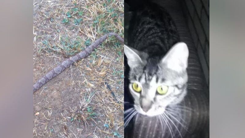 Teresa Seals says her dad's rescue cat saved him from a snake / Source: Teresa Seals