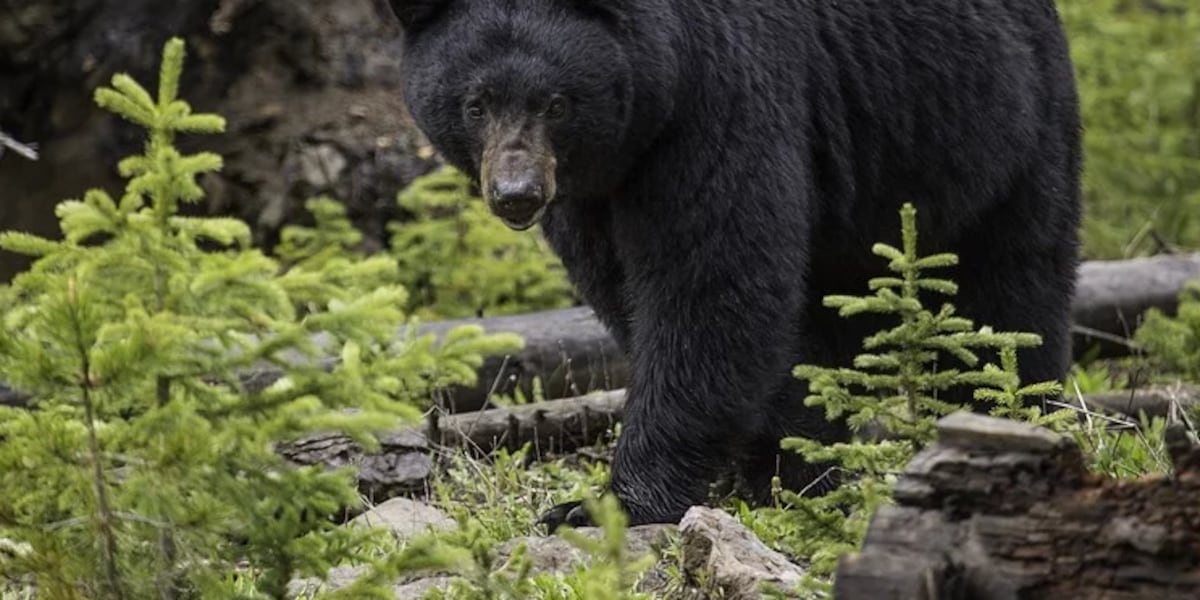 Black bear takes a ride to Knoxville waste center, Tennessee wildlife agency says Black bear takes a ride to Knoxville waste center, Tennessee wildlife agency says