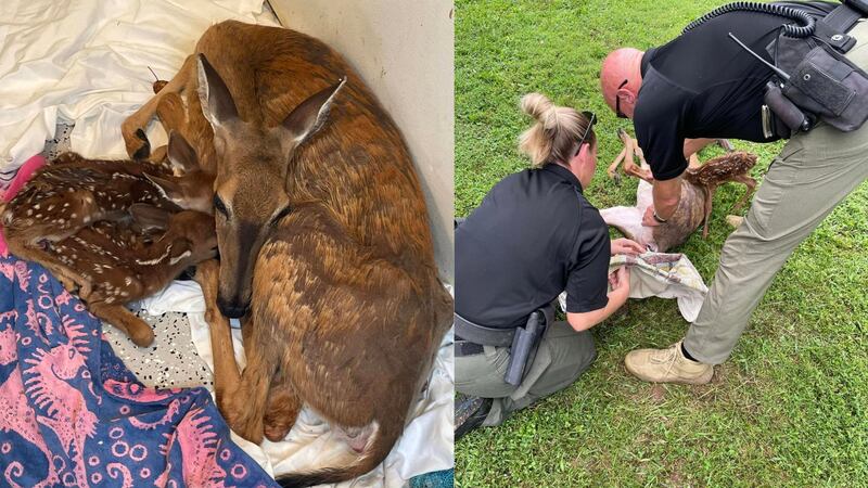 The doe and her babies were rescued by Warren County Sheriff’s deputies on Tuesday after they...