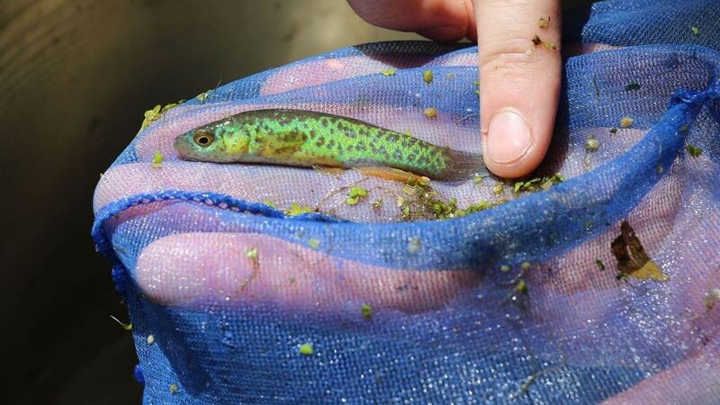 Barrens topminnows are small, colorful fish that live only in a few springs and creeks in...