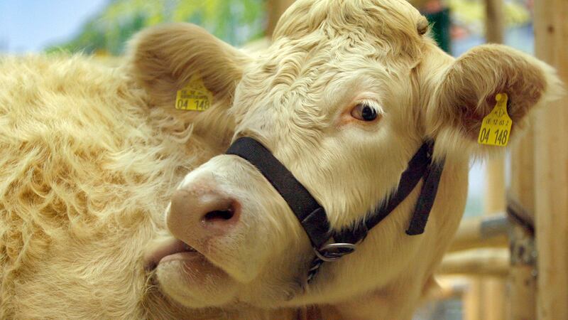 A Charolais cow cleans its coat at the agricultural fair 'International Green Week 2008' in...