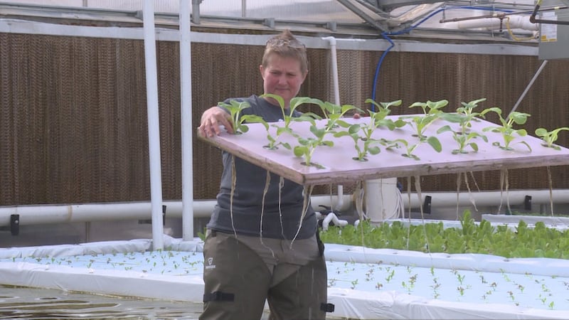 HATponics employee checks out vegetables growing (Source: WVLT)