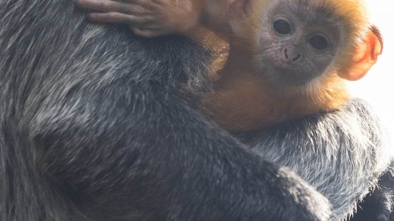 A baby silvered-leaf langur monkey made his debut in the outdoor habitats on Tuesday.