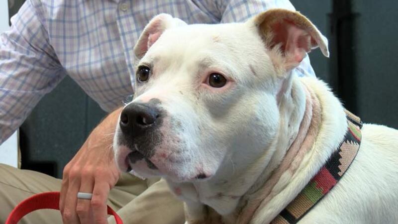 The Charleston Animal Society is offering a $1,000 reward for information that leads to the...