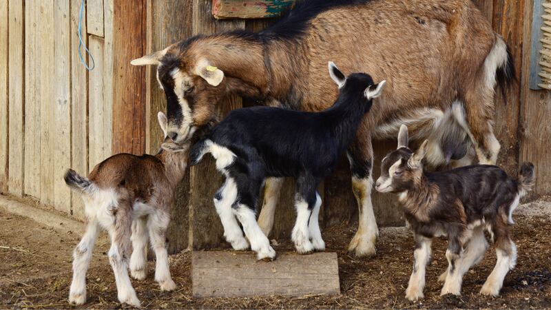 STEC is naturally found in the intestinal tracts of healthy animals such as cattle, sheep,...