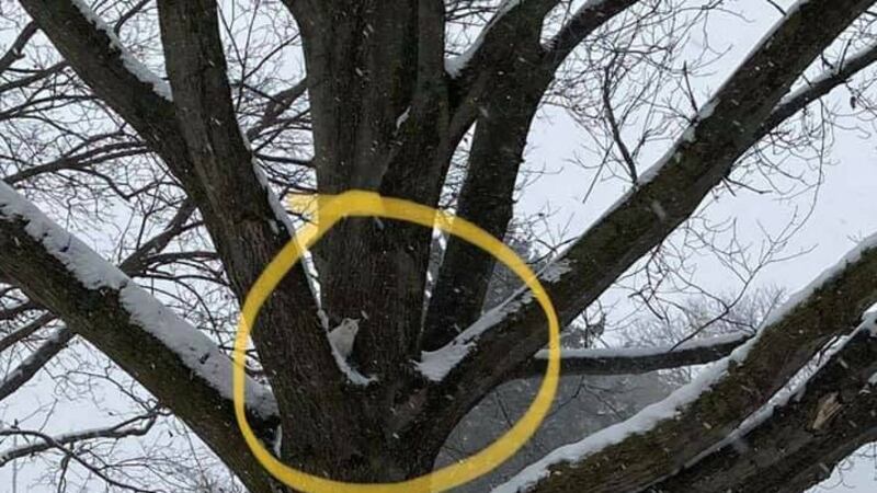 When telling this kitten to “come down right meow” didn’t do the trick, an Ohio homeowner...