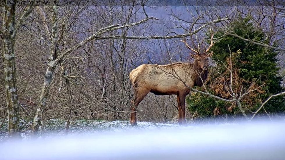 elk camera live elk camera live