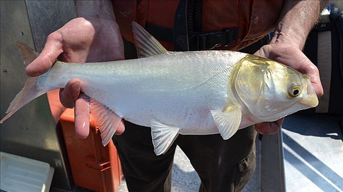 File photo: Asian Carp / Source: (TWRA)